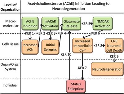 From Qualitative to Quantitative AOP: A Case Study of Neurodegeneration
